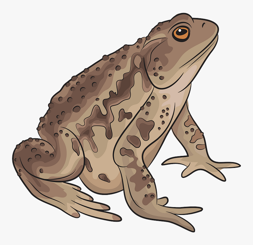 Asiatic Toad Clipart - Toad Clipart, HD Png Download, Free Download