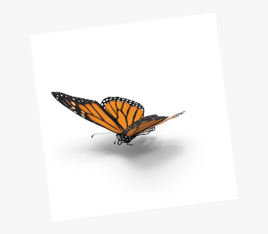 Transparent Borboleta Png - Monarch Butterfly, Png Download, Free Download