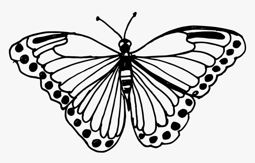 Butterfly Drawing Transparent Background, HD Png Download, Free Download