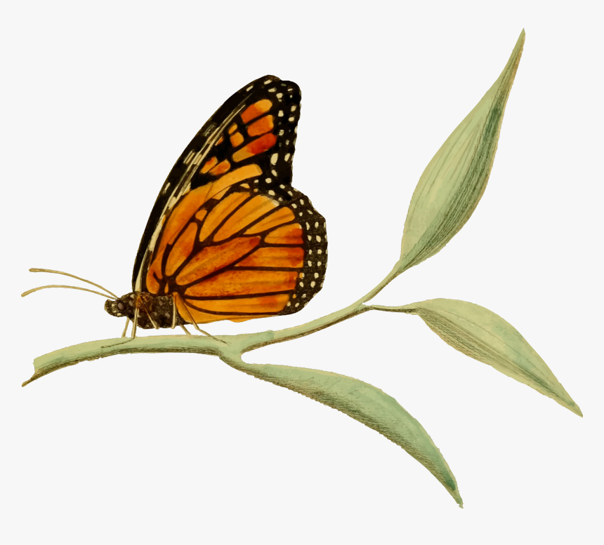 Monarch Butterfly 2 Clip Arts - Monarch Butterfly On Milkweed Clipart, HD Png Download, Free Download