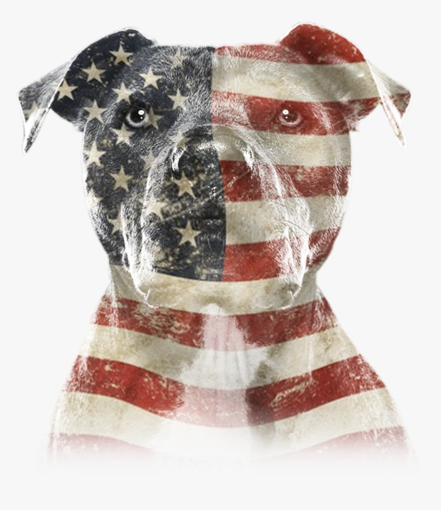 Pitbull With American Flag Background, HD Png Download, Free Download