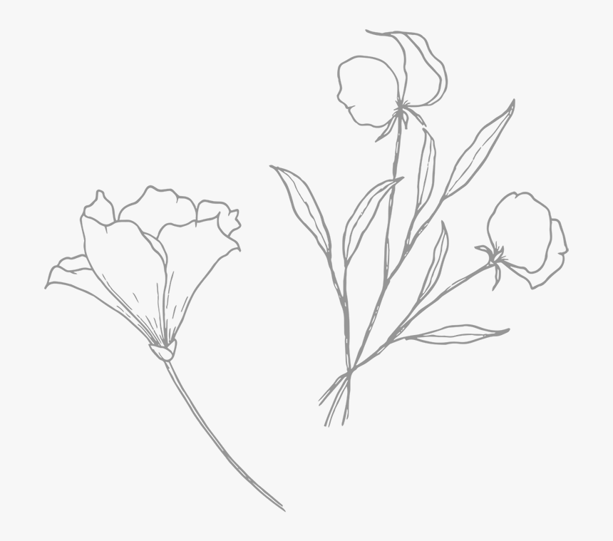 Poppy - Sketch, HD Png Download, Free Download