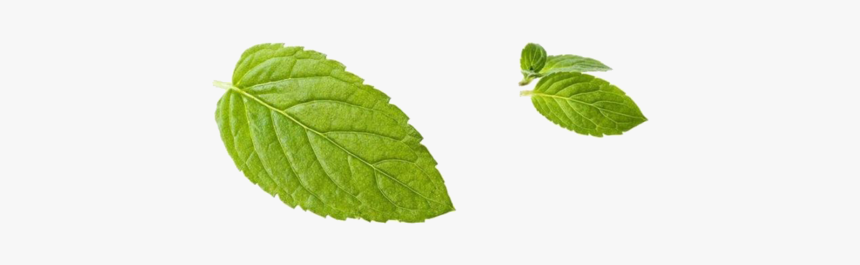 Green Mint Leaf Peppermint Free Download Png Hq - Transparent Mint Leaf Peppermint Png, Png Download, Free Download