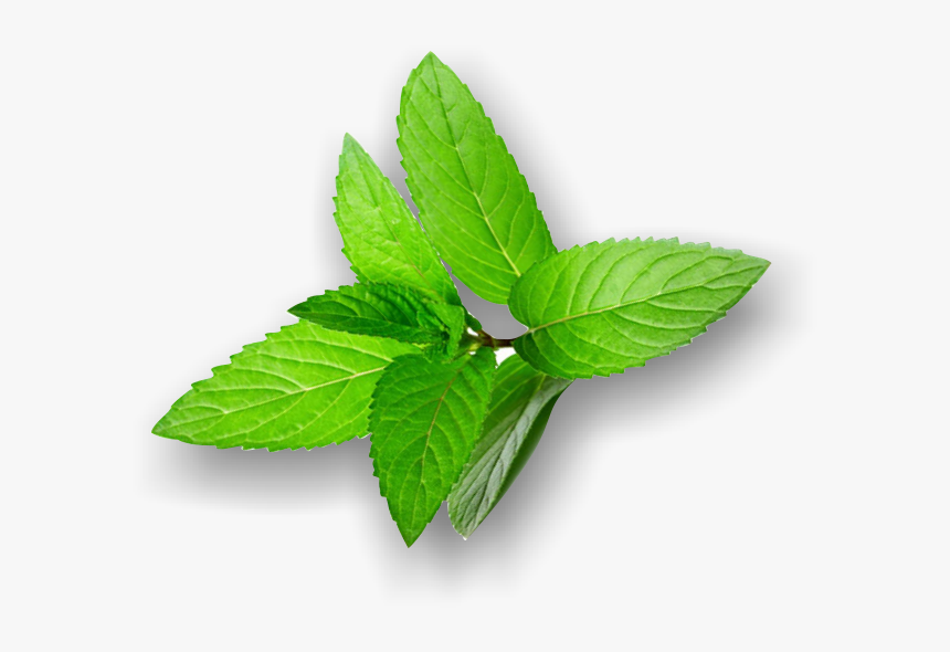 Transparent Mint Leaves Png - Swamp Birch, Png Download, Free Download