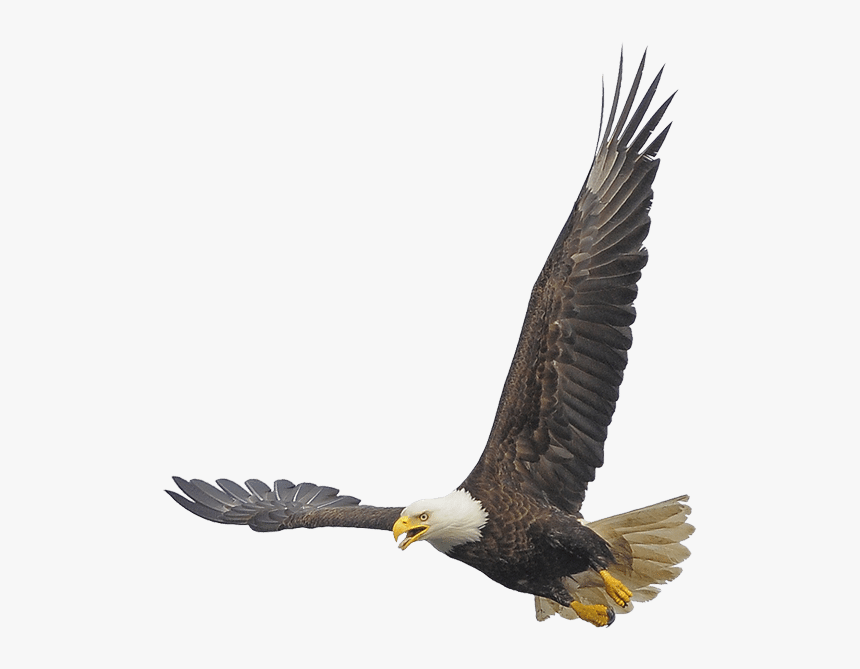 Bald Eagle , Png Download - Bald Eagle, Transparent Png, Free Download