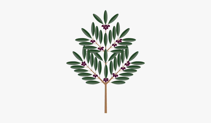 Olive Tree - Illustration, HD Png Download, Free Download