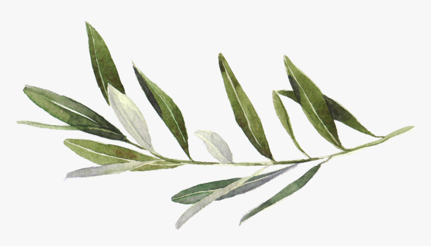 Olive Branch - Vector Olive Branch Watercolor, HD Png Download, Free Download