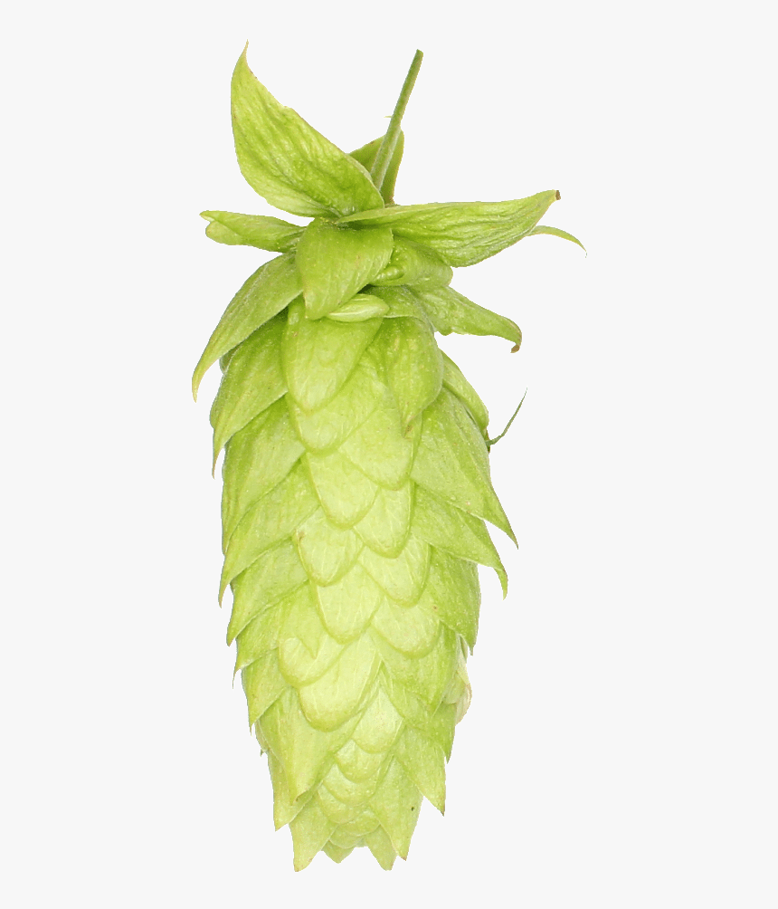 Lemondrop Hops , Png Download - Lemondrop Hops, Transparent Png, Free Download