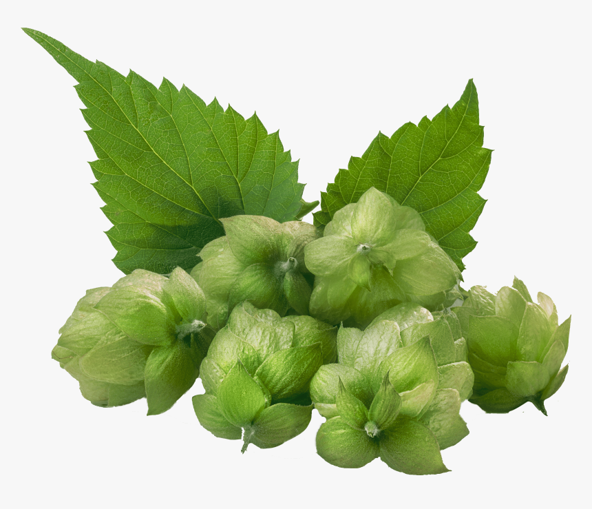 Hops 4550 Dark - Hydrangea Serrata, HD Png Download, Free Download