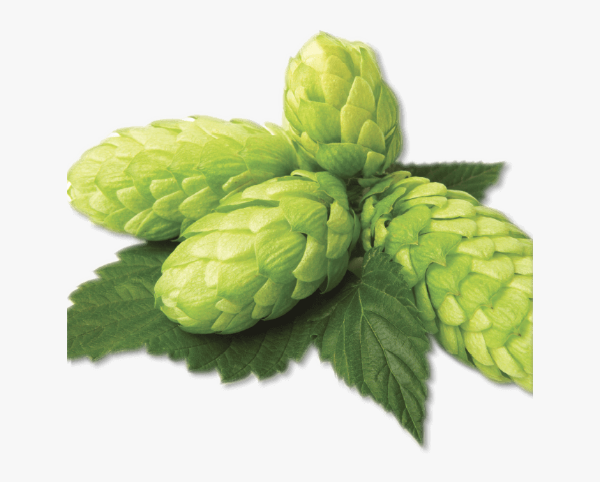 Hop Png , Png Download - Beer Hop Png, Transparent Png, Free Download