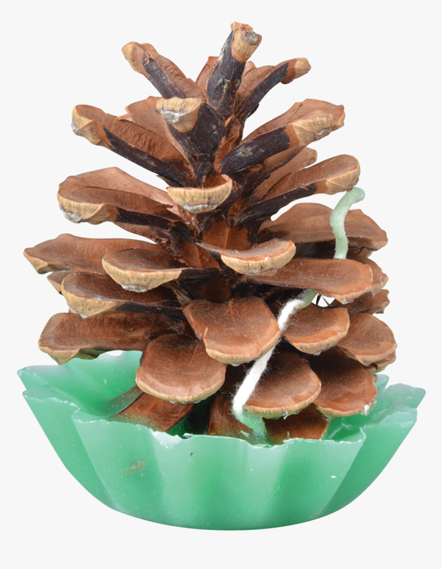 Pine Cone Fire Starters - Pinecone Fire Starter, HD Png Download, Free Download