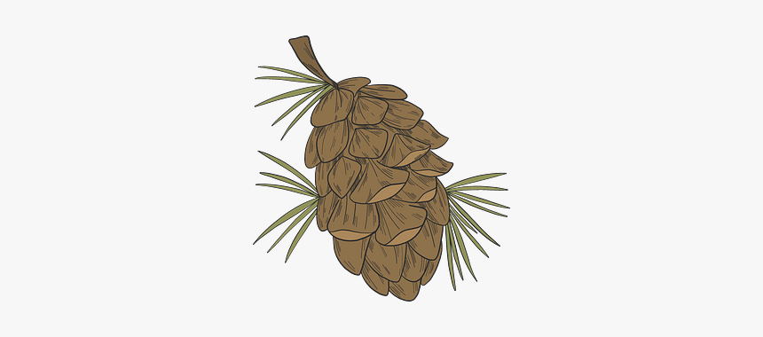 Pine Cone Clipart - Conifer Cone, HD Png Download, Free Download
