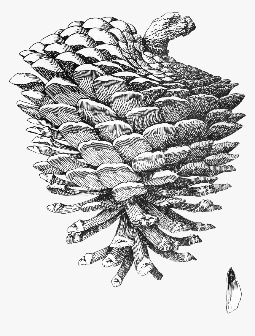 Transparent Pinecones Png - Antique Drawing Pine Cone, Png Download, Free Download