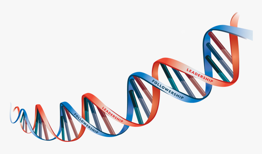 Transparent Dna Clipart Png - Dna Strand Transparent Background, Png Download, Free Download