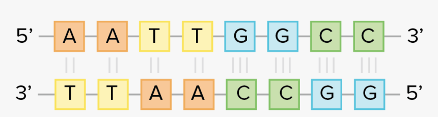 Dna Complementary Base Pairing, HD Png Download, Free Download