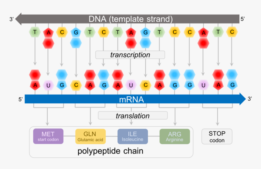 Predicting Polypeptide Chains From Dna - Dna Start Codon, HD Png Download, Free Download