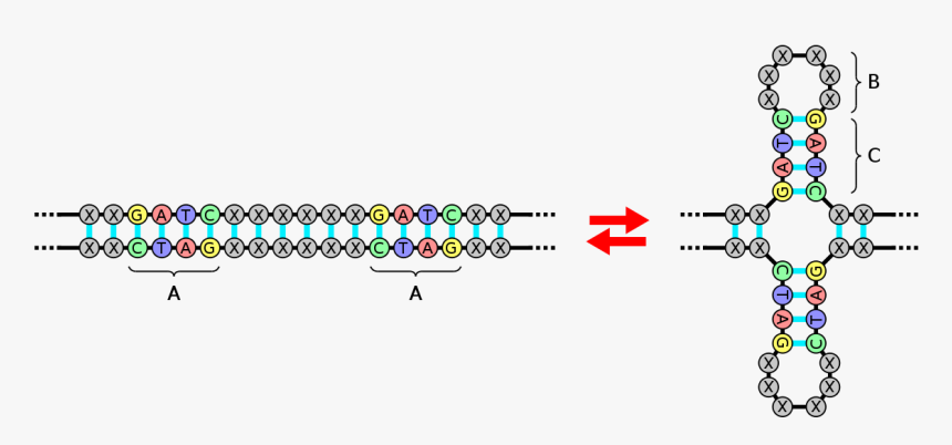 Dna Structure Of Elephant, HD Png Download, Free Download