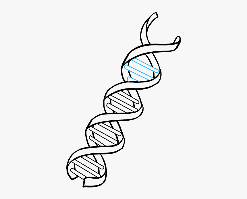 How To Draw Dna - Dna Molecule Easy Drawing, HD Png Download, Free Download
