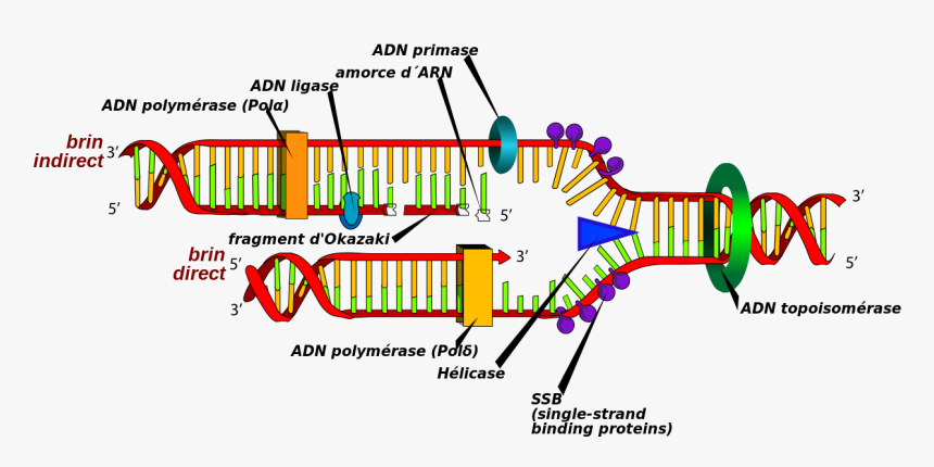 Dna Replication, HD Png Download, Free Download