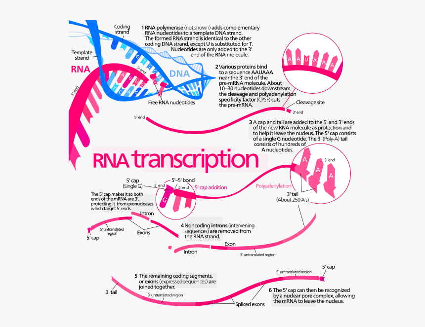 Protein Transcription, HD Png Download, Free Download