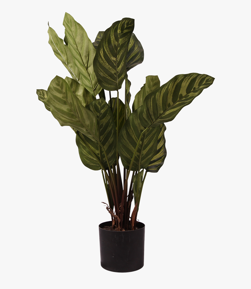 Pl111 - Houseplant, HD Png Download, Free Download