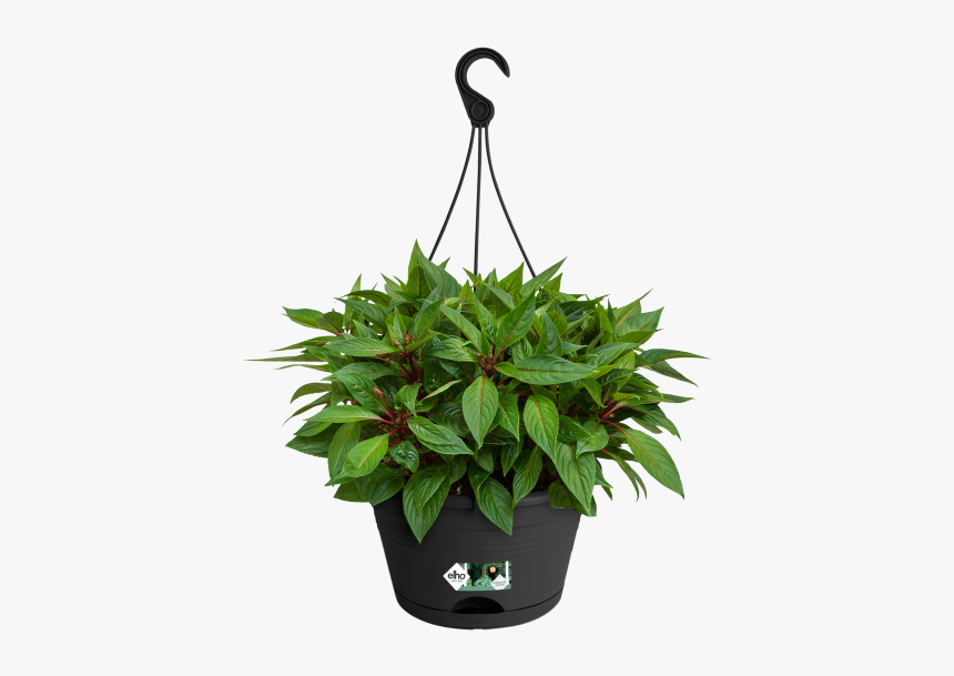 Transparent Hanging Plant Png, Png Download, Free Download