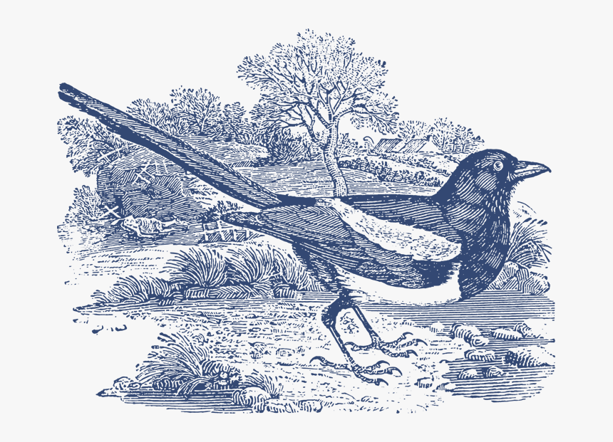 Birds Vector Vintage Bird - Thomas Bewick Magpie, HD Png Download, Free Download