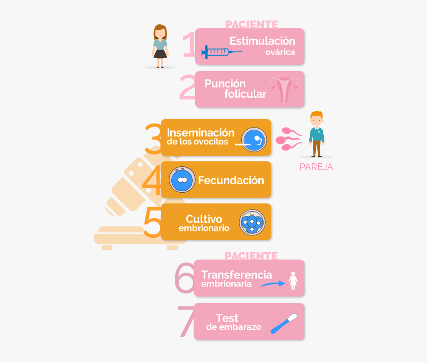 Fases De La Fecundación In Vitro Con Semen De La Pareja - Pasos Fecundacion In Vitro, HD Png Download, Free Download