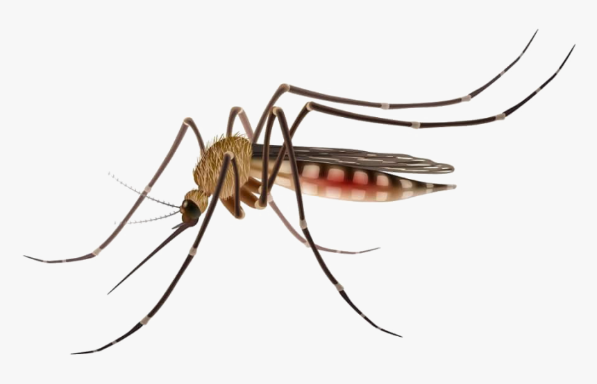 Mosquito Png Image - Mosquitoes Dengue Cartoon, Transparent Png, Free Download