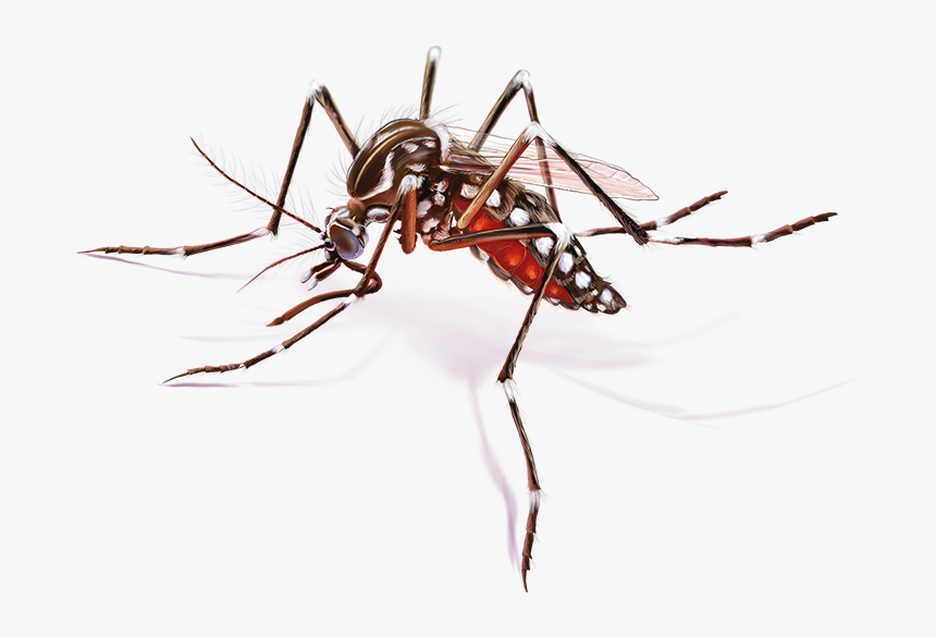 Thumb Image - Zika Virus Mosquito Png, Transparent Png, Free Download