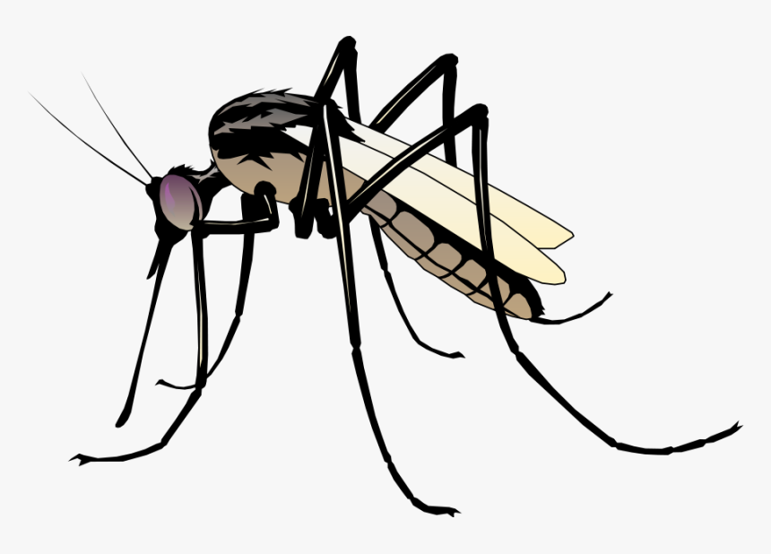 Insect 06 Free Vector 4vector - Clipart Mosquito, HD Png Download, Free Download