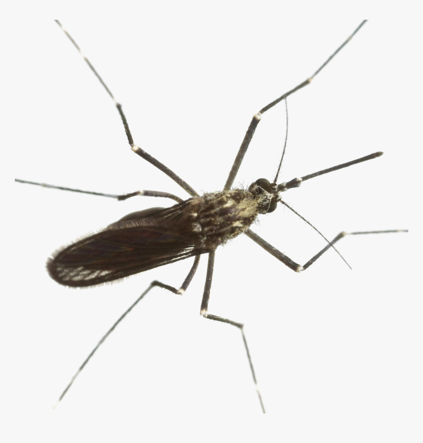 Mosquito Download Png Image - Mosquito, Transparent Png, Free Download