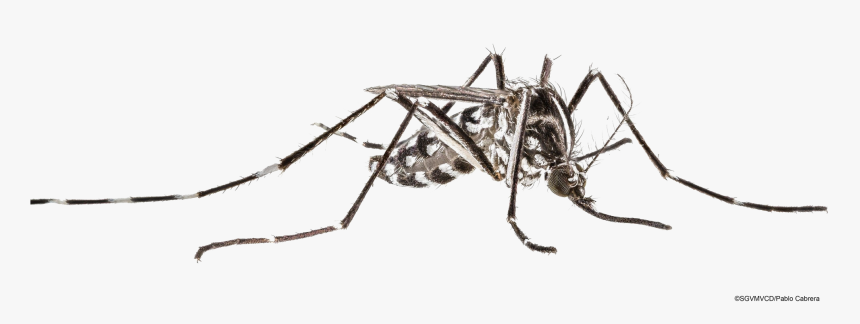 Mosquito Transparent Image - Cave Crickets, HD Png Download, Free Download