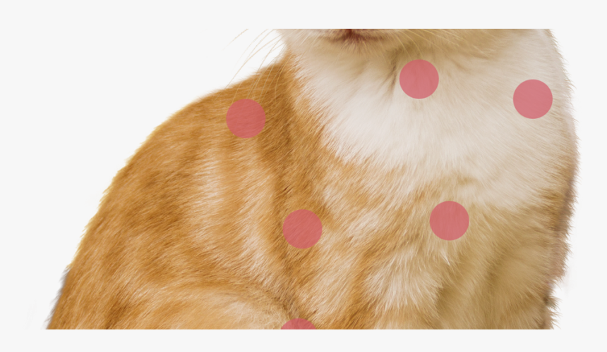 Transparent Dog Collar Png - Paw, Png Download, Free Download