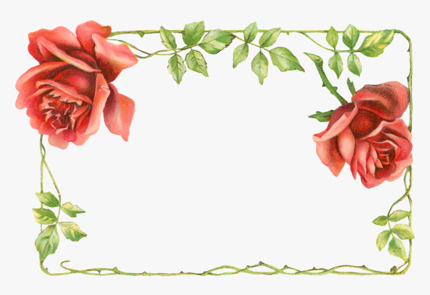 Garden Roses, HD Png Download, Free Download