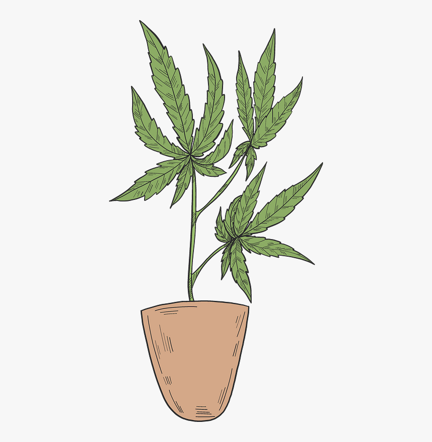 Marijuana In A Pot Clipart, HD Png Download, Free Download