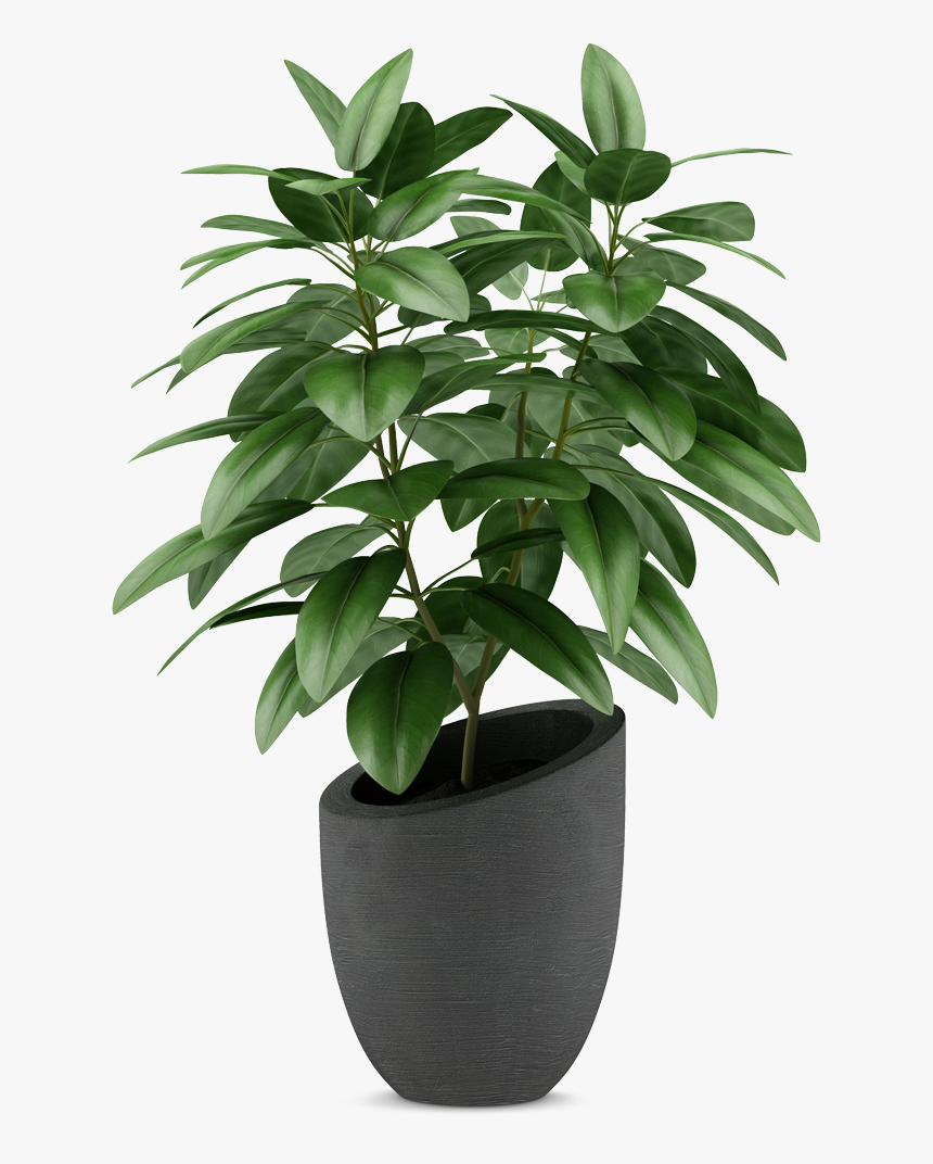 Transparent House Plant Png - Transparent Background Houseplant Png, Png Download, Free Download