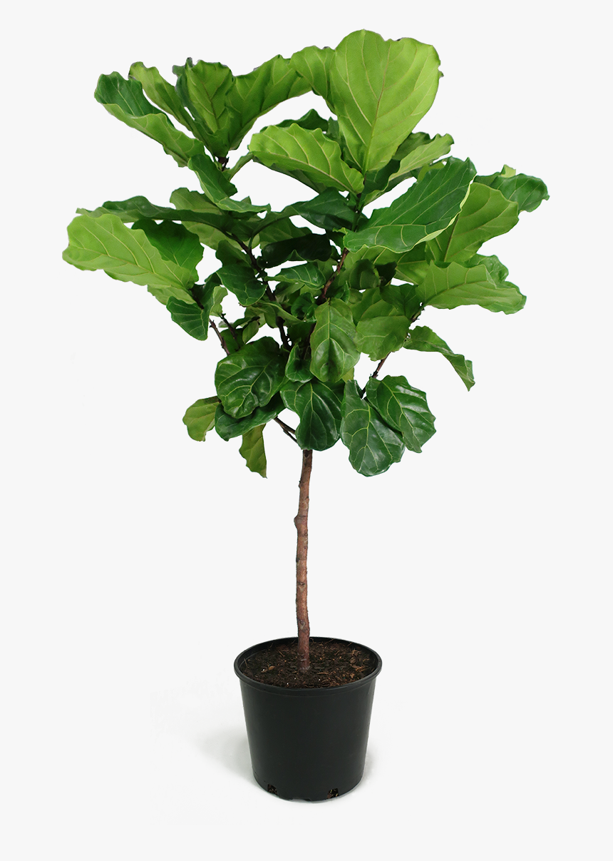 Fiddle Leaf Fig Png, Transparent Png, Free Download