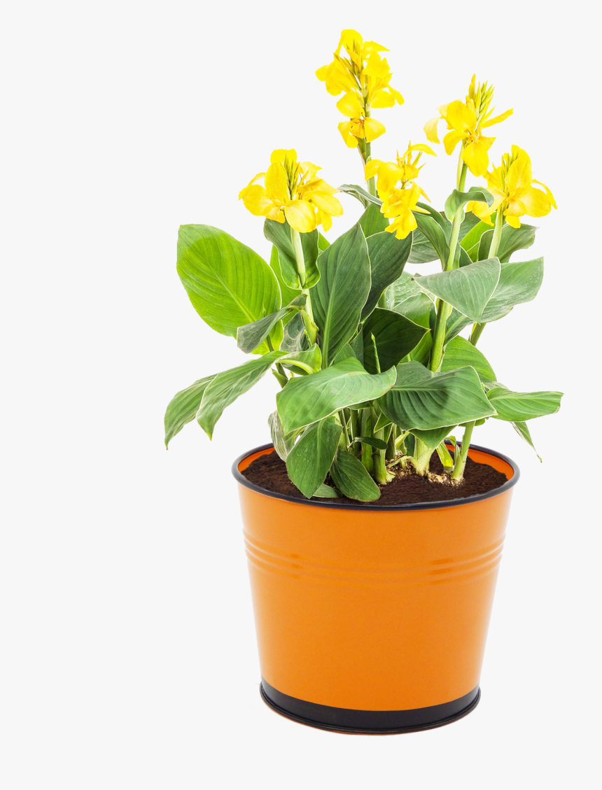 Transparent Potted Flowers Png - Yellow Canna Lily, Png Download, Free Download