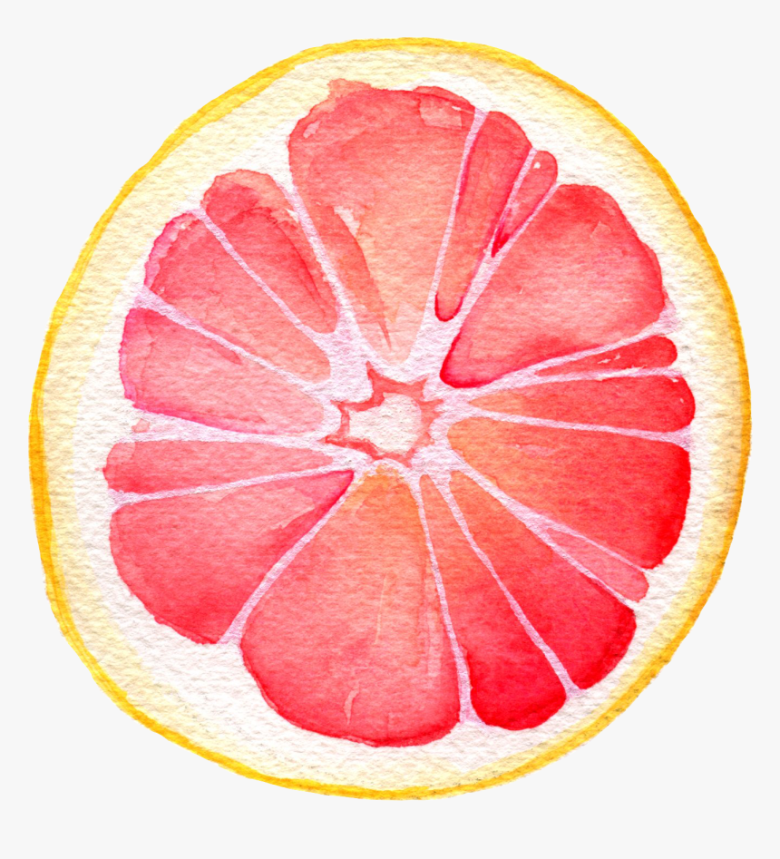 Grapefruit Watercolor Painting , Png Download - Watercolor Grapefruit Png, Transparent Png, Free Download