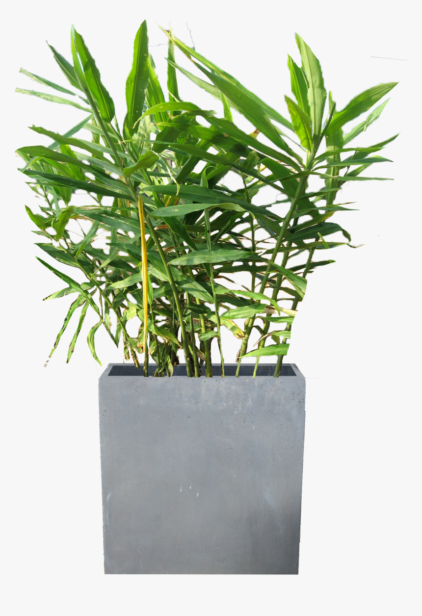 Planter Png, Transparent Png, Free Download