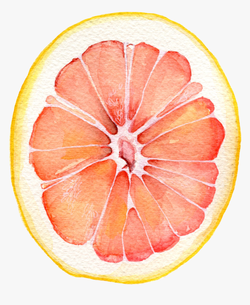 Grapefruit Watercolor , Png Download - Grapefruit Watercolor, Transparent Png, Free Download