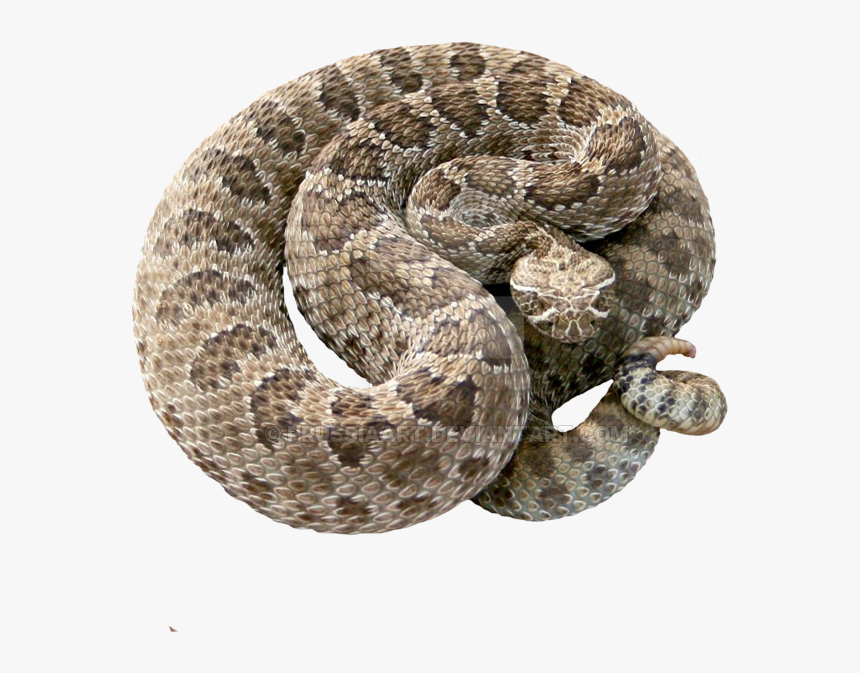 Transparent Rattle Snake Clipart - Rattlesnake Transparent Background, HD Png Download, Free Download