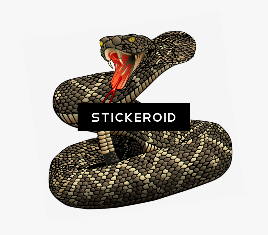 Eastern Diamondback Rattlesnake Clipart , Png Download - Eastern Diamondback Rattlesnake Drawing, Transparent Png, Free Download