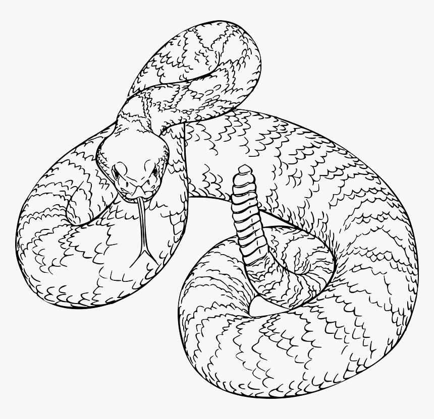 Rattlesnake Clipart - Rattlesnake Clipart Black And White, HD Png Download, Free Download