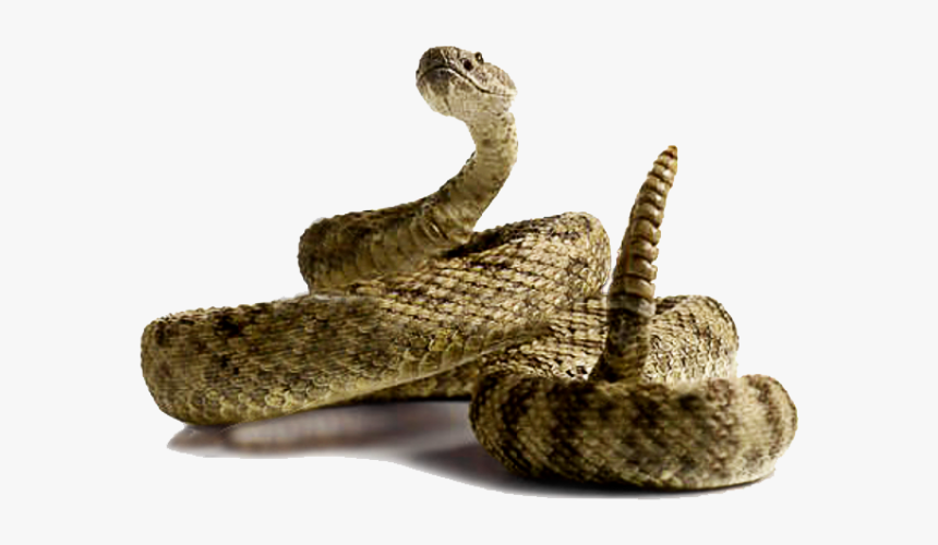 Prairie Rattlesnake Free Clipart, HD Png Download, Free Download