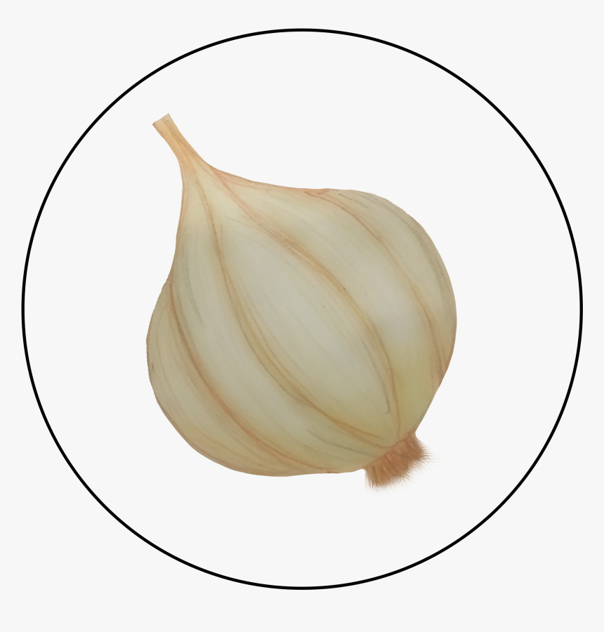 Attribute Motif Garlic, HD Png Download, Free Download