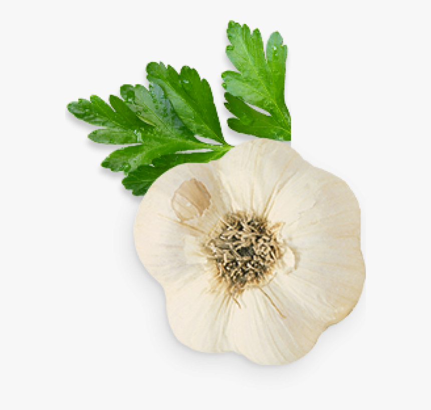 Garlic Free Png Image Download - Garlic From Top Png, Transparent Png, Free Download