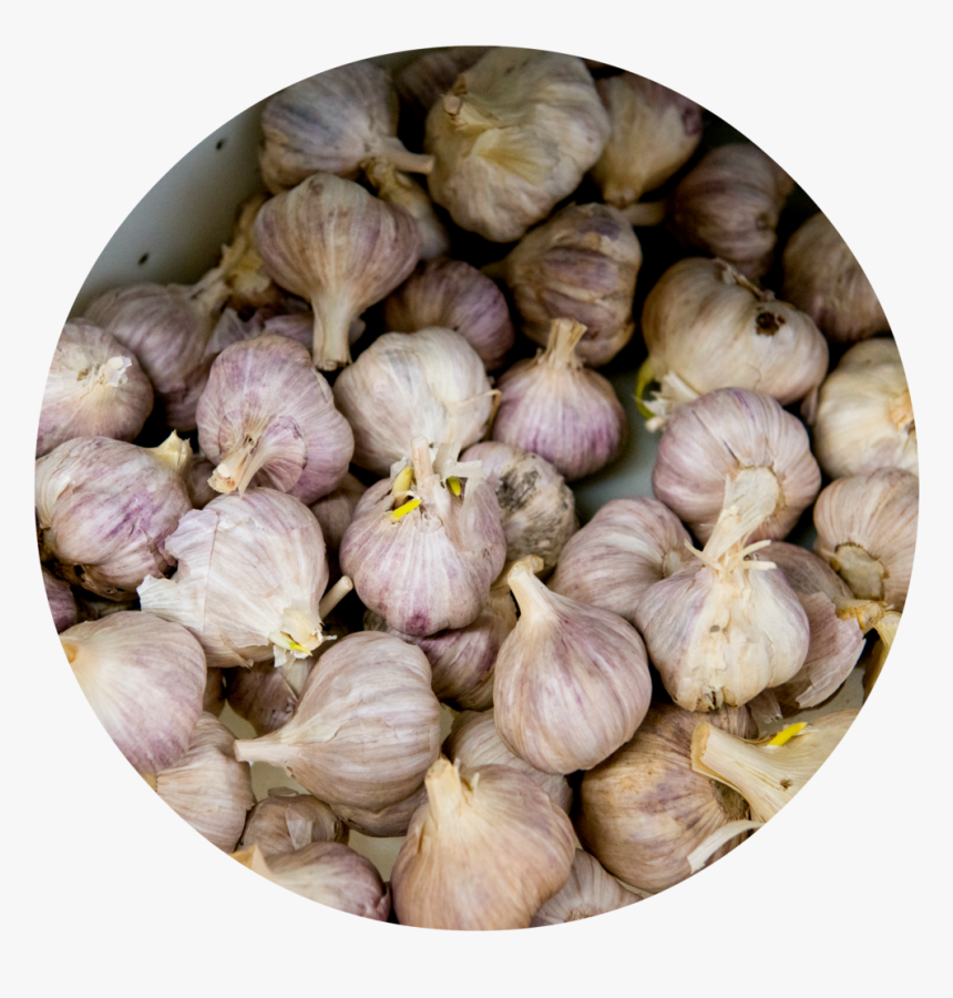 4 - Garlic, HD Png Download, Free Download