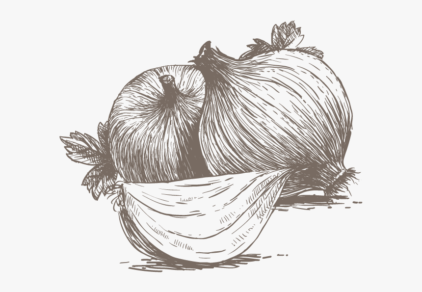 Transparent Garlic Png - Red Onion Sketch Png, Png Download, Free Download